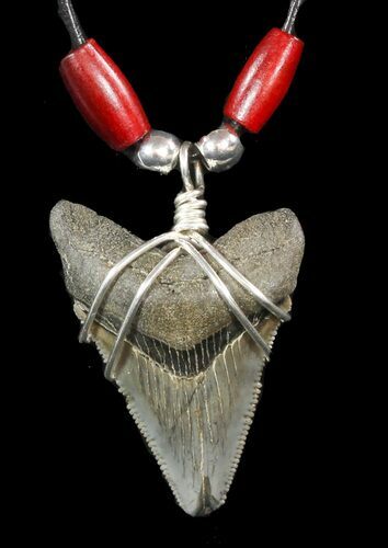 Serrated, Fossil Megalodon Tooth Necklace #47531